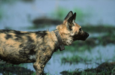 Wild dog showing radio collar - part of ongoing research to monitor status and movements Africa,conservation,conservation action,research,radio tracking,radio-tracking,wild dog,dog,dogs,collar,radio collar,shallow focus,movement,monitor,monitoring,Africat Foundation,Carnivores,Carnivora,M