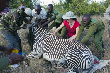 Reasearch team working with a Grevy's zebra on Ol Pejeta Wildlife Conservancy Africa,conservation,conservation action,research,zebra,zebras,Grevy's,Grevys,mammals,tranquilized,people,rescue,wildlife,Perissodactyla,Odd-toed Ungulates,Chordates,Chordata,Mammalia,Mammals,Equidae,H