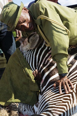 Reasearch team working with a Grevy's zebra on Ol Pejeta Wildlife Conservancy Africa,conservation,conservation action,research,zebra,zebras,Grevy's,Grevys,mammals,tranquilized,people,rescue,wildlife,blindfold,close-up,closeup,Perissodactyla,Odd-toed Ungulates,Chordates,Chordata
