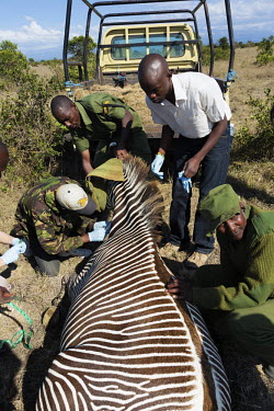 Reasearch team working with a Grevy's zebra on Ol Pejeta Wildlife Conservancy Africa,conservation,conservation action,research,zebra,zebras,Grevy's,Grevys,mammals,tranquilized,people,rescue,wildlife,Perissodactyla,Odd-toed Ungulates,Chordates,Chordata,Mammalia,Mammals,Equidae,H
