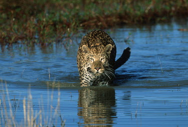 Leopard with radio collar used in research project to monitor movement by Africat Foundation Africa,conservation,conservation action,research,radio tracking,radio-tracking,collar,radio collar,walk,walking,shallow focus,movement,monitor,monitoring,Africat Foundation,water,wading,big cat,big ca