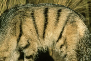 Aardwolf showing characteristic stripes and colouration Africa,carnivores,carnivore,mammal,mammals,aardwolves,aardwolf,Proteles cristatus,Proteles cristata,wildlife,nature,animals,nocturnal,side view,side,fur,pattern,patterns,stripe,stripes,Chordates,Chord