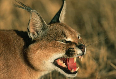 Caracal - snarling Africa,carnivores,carnivore,mammal,mammals,Caracal caracal,Felis caracal,desert lynx,rooikat,cat,cats,predator,warm light,shallow focus,side,face,snarl,teeth,tongue,Felidae,Cats,Carnivores,Carnivora,M