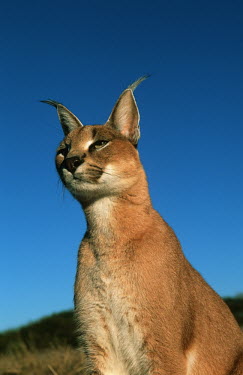 Caracal - small predatory cat Africa,carnivores,carnivore,mammal,mammals,Caracal caracal,Felis caracal,desert lynx,rooikat,cat,cats,predator,portrait,face,blue sky,low angle,Felidae,Cats,Carnivores,Carnivora,Mammalia,Mammals,Chord