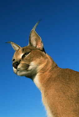 Caracal - small predatory cat Africa,carnivores,carnivore,mammal,mammals,Caracal caracal,Felis caracal,desert lynx,rooikat,cat,cats,predator,portrait,face,blue sky,low angle,Felidae,Cats,Carnivores,Carnivora,Mammalia,Mammals,Chord