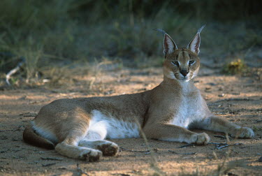 Caracal - small predatory cat Africa,carnivores,carnivore,mammal,mammals,Caracal caracal,Felis caracal,desert lynx,rooikat,cat,cats,predator,lie,laying,rest,at rest,shade,shallow focus,Felidae,Cats,Carnivores,Carnivora,Mammalia,Ma