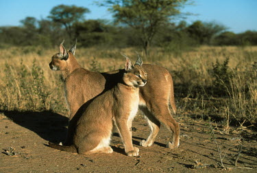 Caracal - small predatory cat Africa,carnivores,carnivore,mammal,mammals,Caracal caracal,Felis caracal,desert lynx,rooikat,cat,cats,predator,two,pair,habitat,adult,young,rest,Felidae,Cats,Carnivores,Carnivora,Mammalia,Mammals,Chor
