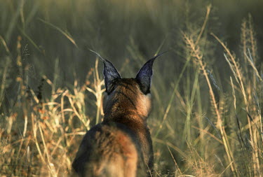 Caracal - small predatory cat Africa,carnivores,carnivore,mammal,mammals,Caracal caracal,Felis caracal,desert lynx,rooikat,cat,cats,predator,ears,back,hind,view,shallow focus,negative space,Felidae,Cats,Carnivores,Carnivora,Mammal