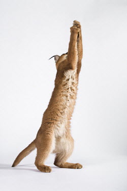 Caracal - small predatory cat jumping. Against white background Africa,carnivores,carnivore,mammal,mammals,Caracal caracal,Felis caracal,desert lynx,rooikat,cat,cats,predator,studio shot,white background,stand,standing,hind legs,reach,reaching,furry,tummy,Felidae,