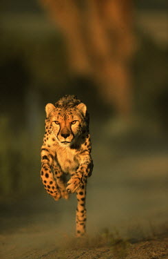 Cheetah can run up to speeds of up to 120 km/hr over short distances Africa,carnivores,carnivore,predator,predators,mammal,mammals,cat,cats,big cat,big cats,lesser cat,lesser cats,fastest land mammal,Vulnerable,threatened species,run,running,leap,move,movement,motion,b