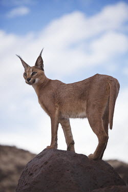Caracal Africa,carnivores,carnivore,mammal,mammals,Caracal caracal,Felis caracal,desert lynx,rooikat,cat,cats,predator,habitat,shallow focus,adult,sand,sandy,rock,blue sky,look-out,look out,alert,Felidae,Cats