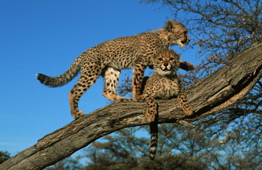 Cheetah Three month old cubs. Africa,carnivores,carnivore,predator,predators,mammal,mammals,cat,cats,big cat,big cats,lesser cat,lesser cats,fastest land mammal,Vulnerable,threatened species,cub,cubs,three months,climb,climbing,tr