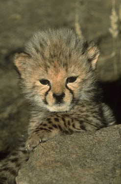 Cheetah Six week old  cub Africa,carnivores,carnivore,predator,predators,mammal,mammals,cat,cats,big cat,big cats,lesser cat,lesser cats,fastest land mammal,Vulnerable,threatened species,cub,six months,spotty,furry,cute,camouf