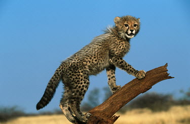 Cheetah Twelve week old cub showing characteristic grey mantle of hair Africa,carnivores,carnivore,predator,predators,mammal,mammals,cat,cats,big cat,big cats,lesser cat,lesser cats,fastest land mammal,Vulnerable,threatened species,cub,look-out,look out,spotty,furry,cute
