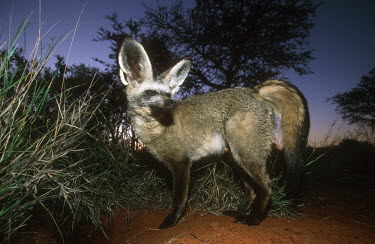 Bat-eared fox- large ears are used to locate insect prey. Nocturnal in summer only Africa,carnivores,carnivore,fox,foxes,mammal,mammals,nocturnal in summer,diurnal in winter,nocturnal,diurnal,night,flash,burrow,habitat,adult,alert,big ears,ears,Mammalia,Mammals,Dog, Coyote, Wolf, Fo