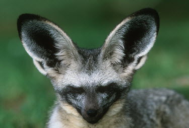 Bat-eared fox- large ears are used to locate insect prey. Nocturnal in summer only Africa,carnivores,carnivore,fox,foxes,mammal,mammals,nocturnal in summer,diurnal in winter,nocturnal,diurnal,close up,close-up,head,face,shallow focus,ears,furry,looking towards camera,Mammalia,Mammal