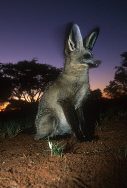 Bat-eared fox- large ears are used to locate insect prey. Nocturnal in summer only Africa,carnivores,carnivore,fox,foxes,mammal,mammals,nocturnal in summer,diurnal in winter,nocturnal,diurnal,night,flash,habitat,adult,blur,blurry,movement,motion,big ears,ears,Mammalia,Mammals,Dog, C
