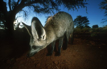 Bat-eared fox- large ears are used to locate insect prey. Nocturnal in summer only Africa,carnivores,carnivore,fox,foxes,mammal,mammals,nocturnal in summer,diurnal in winter,nocturnal,diurnal,night,flash,habitat,adult,blur,blurry,movement,motion,ears,low angle,Mammalia,Mammals,Dog,