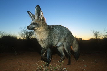 Bat-eared fox- large ears are used to locate insect prey. Nocturnal in summer only Martin Harvey Africa,carnivores,carnivore,fox,foxes,mammal,mammals,nocturnal in summer,diurnal in winter,nocturnal,diurnal,low light,shade,shadow,blue sky,flash,side,view,Mammalia,Mammals,Dog, Coyote, Wolf, Fox,Canidae,Chordates,Chordata,Carnivores,Carnivora,Terrestrial,megalotis,Grassland,Carnivorous,Animalia,Least Concern,Otocyon,IUCN Red List