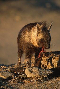 Brown Hyaena feeding on dead fur seal Africa,carnivores,carnivore,mammal,mammals,hyaena,hyena,hyaenas,hyenas,brown hyaena,brown hyena,scavenger,shaggy coat,furry,eating,eat,feeding,feed,shallow focus,windy,windswept,blood,gore,Carnivores,