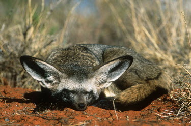 Bat-eared fox- large ears are used to locate insect prey. Nocturnal in summer only Africa,carnivores,carnivore,fox,foxes,mammal,mammals,nocturnal in summer,diurnal in winter,nocturnal,diurnal,adult,rest,resting,day,outside,habitat,shallow focus,ears,Mammalia,Mammals,Dog, Coyote, Wol