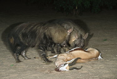 Brown Hyaena feeding on dead springbok Africa,carnivores,carnivore,mammal,mammals,hyaena,hyena,hyaenas,hyenas,brown hyaena,brown hyena,scavenger,shaggy coat,furry,eating,eat,feeding,feed,blood,gore,pair,two,dead,antelope,Carnivores,Carnivo