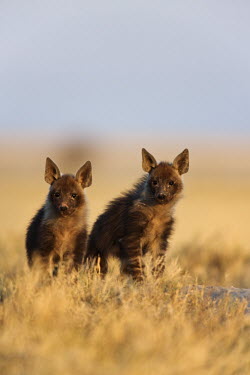 Brown Hyaena cubs - a secretive predator and scavenger of the arid areas of Southern Africa. Africa,carnivores,carnivore,mammal,mammals,hyaena,hyena,hyaenas,hyenas,brown hyaena,brown hyena,scavenger,shaggy coat,furry,cub,cubs,young,shallow focus,negative space,habitat,two,pair,alert,Carnivore