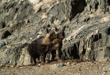 Brown hyaena cub outside den site Africa,carnivores,carnivore,mammal,mammals,hyaena,hyena,hyaenas,hyenas,brown hyaena,brown hyena,scavenger,shaggy coat,furry,cub,cubs,habitat,breeding habitat,den,site,two,pair,shallow focus,rocky,Carn