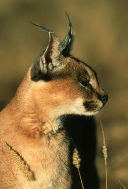 Caracal - small predatory cat Africa,carnivores,carnivore,mammal,mammals,Caracal caracal,Felis caracal,desert lynx,rooikat,cat,cats,predator,portrait,face,shallow focus,side,side view,Felidae,Cats,Carnivores,Carnivora,Mammalia,Mam