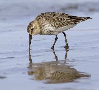 Dunlin - Calidris alpina - in summer plumage, Wirral, UK - September dunlin,dun lin,Calidris,alpina,wader,wade,winter,visitor,winter visitor,sea,coast,costal,beach,sand,much,probe,brown,shore,tide,tidal,roost,single,one,alone,individual,reflection,mirror,birds,bird,ave