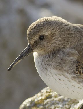 Dunlin - Calidris alpina - close up of head and eye with fading summer plumage, Wirral, Merseyside - September dunlin,dun lin,Calidris,alpina,wader,wade,winter,visitor,winter visitor,sea,coast,costal,beach,sand,much,probe,brown,shore,tide,tidal,roost,single,one,alone,individual,birds,bird,aves,close-up,Chordat