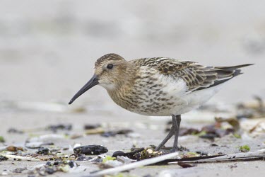 Dunlin - Calidris alpina - juvenile at Sandend, Scotland - August dunlin,dun lin,Calidris,alpina,wader,wade,winter,visitor,winter visitor,sea,coast,costal,beach,sand,much,probe,brown,shore,tide,tidal,roost,single,one,alone,individual,reflection,mirror,birds,bird,ave