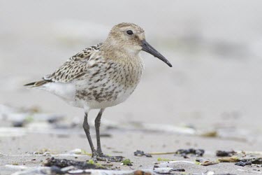 Dunlin - Calidris alpina - juvenile at Sandend, Scotland - August dunlin,dun lin,Calidris,alpina,wader,wade,winter,visitor,winter visitor,sea,coast,costal,beach,sand,much,probe,brown,shore,tide,tidal,roost,single,one,alone,individual,reflection,mirror,birds,bird,ave
