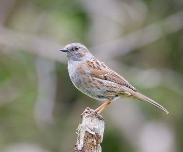 Dunnock - Prunella modularis - adult perching on branch, Flintshire, Wales - May dunnock,Prunella,modularis,hedge sparrow,hedge,sparrow,common,garden,grey,brown,small,gardens,park,parks,hedge accentor,breed,breeding,single,one,alone,individual,birds,bird,aves,Prunellidae,Accentors