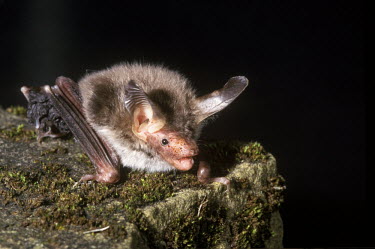 Bechstein's bat British bat,British bats,British,bat,bats,mammal,mammals,Bechsteins,Bechstein's,Bechstein's bat,Bechsteins bat,myotis,bechsteini,moss,night,flash,dark background,close up,close-up,portrait,rock,negati