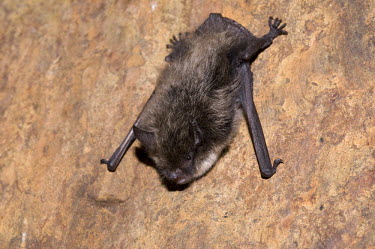 Brandt's bat clinging to rock British bat,British bats,British,bat,bats,mammal,mammals,Brandts,Brandt's,Brandts bat,Brandt's bat,Myotis,brandtii,night,flash,cling,clinging,tree,branch,bark,Mammalia,Mammals,Chordates,Chordata,Vespe
