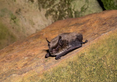 Brandt's bat on rock British bat,British bats,British,bat,bats,mammal,mammals,Brandts,Brandt's,Brandts bat,Brandt's bat,Myotis,brandtii,night,flash,cling,clinging,portrait,rock,Mammalia,Mammals,Chordates,Chordata,Vesperti