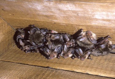 Brown long-eared bat British bat,British bats,British,bat,bats,mammal,mammals,Brown long eared,Brown long-eared,Plecotus,auritus,night,flash,ears,big ears,tragus,cluster,group,nest,nesting,roof,void,attic,boards,rest,at r