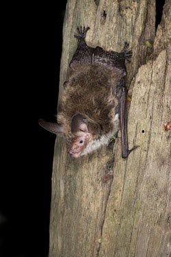 Juvenile Bechstein's bat female hanging on tree trunk British bat,British bats,British,bat,bats,mammal,mammals,Bechsteins,Bechstein's,Bechstein's bat,Bechsteins bat,myotis,bechsteini,night,flash,dark background,portrait,negative space,face,hanging,tree,c