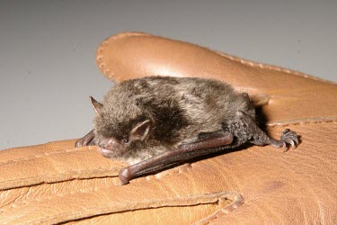 Daubenton's bat British bat,British bats,British,bat,bats,mammal,mammals,Daubenton's bat,Daubentons bat,Daubenton's,Daubentons,glove,hand,portrait,Mammalia,Mammals,Chiroptera,Bats,Vespertilionidae,Vesper Bats,Chordat