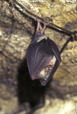 Greater horseshoe bat hibernating in cave British bat,British bats,British,bat,bats,mammal,mammals,Greater horseshoe bat,Greater horseshoe,close up,close-up,face,head,night,flash,leaf-shaped,nose,echolocation,silent-flight,churches,roosts,hib