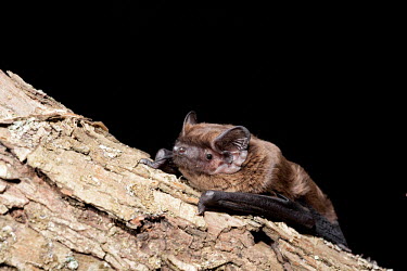 Leisler's bat British bat,British bats,British,bat,bats,mammal,mammals,wildlife,legislation,echolocation,Leisler,Leisler's bat,Leislers bat,portrait,detail,night,flash,black background,shallow focus,negative space,