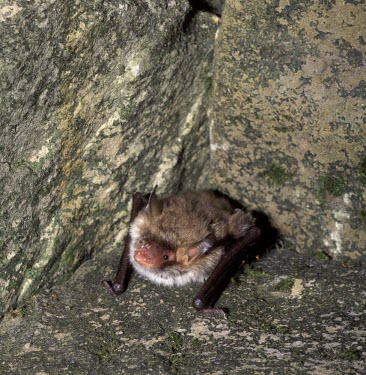 Natterer's bat in stonework roost British bat,British bats,British,bat,bats,mammal,mammals,wildlife,Natterers,Natterer's,Myotis,nattereri,rock,teeth,mouth open,Vespertilionidae,Vesper Bats,Chiroptera,Bats,Mammalia,Mammals,Chordates,Ch