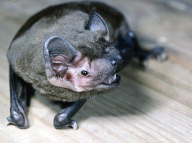Noctule bat close up British bat,British bats,British,bat,bats,mammal,mammals,wildlife,Noctule,Noctule bat,Nyctalus noctula,table,close up,close-up,head,portrait,teeth,shallow focus,tragus,Chordates,Chordata,Mammalia,Mamm