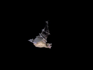 Noctule bat in flight British bat,British bats,British,bat,bats,mammal,mammals,wildlife,Noctule,Noctule bat,Nyctalus noctula,in flight,flight,flying,night,flash,dark background,black background,echolocation,echolocating,ne