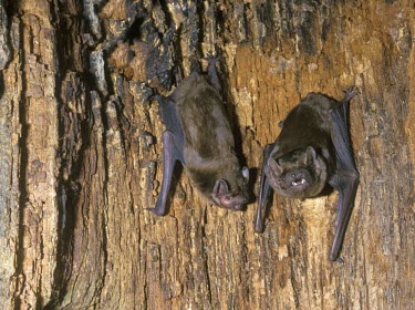 Noctule bat on bark British bat,British bats,British,bat,bats,mammal,mammals,wildlife,Noctule,Noctule bat,Nyctalus noctula,two,pair,bark,tree,hang,hanging,Chordates,Chordata,Mammalia,Mammals,Chiroptera,Bats,Vespertilioni