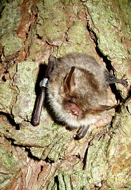 Ringed Natterer's bat British bat,British bats,British,bat,bats,mammal,mammals,wildlife,Natterers,Natterer's,Myotis,nattereri,tree,treetrunk,hang,hanging,flash,ring,ringed,Vespertilionidae,Vesper Bats,Chiroptera,Bats,Mamma