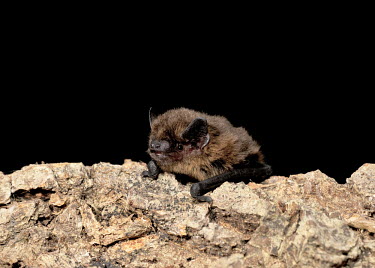 Juvenile male common pipistrelle resting on tree limb British bat,British bats,British,bat,bats,mammal,mammals,wildlife,45-pipistrelle,echolocation,insectivorous,bat-roosts,hibernacula,hibernation,night-flight,Pipistrelle - Common,common pipistrelle,Pipi
