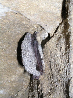 Whiskered bat British bat,British bats,British,bat,bats,mammal,mammals,wildlife,legislation,echolocation,whiskered,whiskered bat,Myotis,mystacinus,hibernating,hibernation,rock,close up,close-up,crevice,gap,flash,Wh