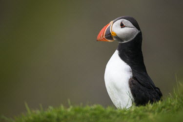Atlantic puffin portrait puffin,puffins,Atlantic puffin,Fratercula arctica,bird,birds,seabird,seabirds,sea bird,sea birds,shallow focus,negative space,grass,portrait,adult,dark background,face,side view,Ciconiiformes,Herons I